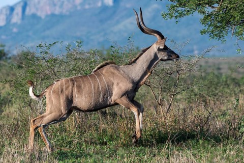 Zambezi greater kudu