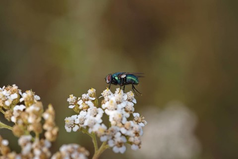 Green bottle fly