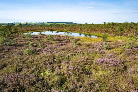 Black bog