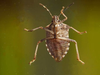Stink bug from below