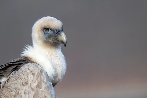 Griffon vulture