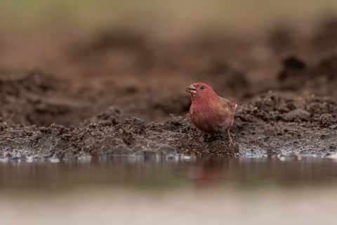 Red-billed firefinch