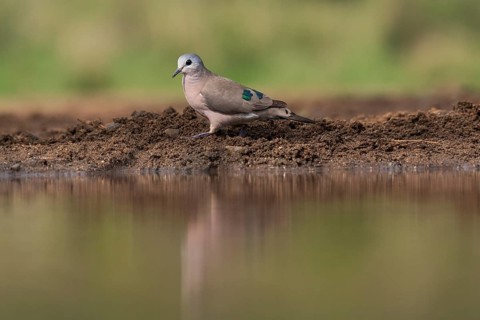 Emerald-spotted wood dove