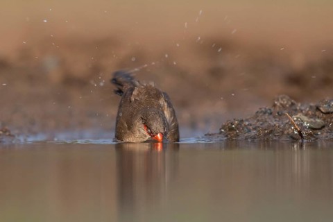 Common waxbill