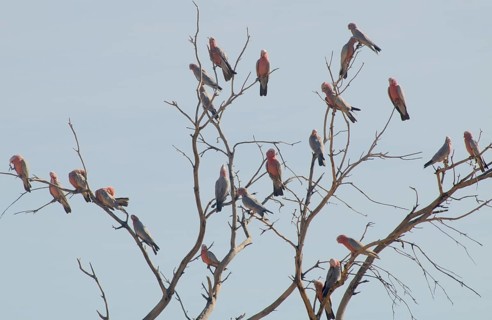 Galahs
