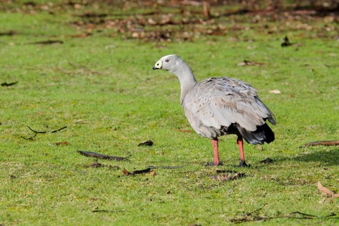 Cape barren goose