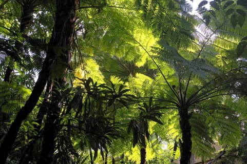 Tree fern