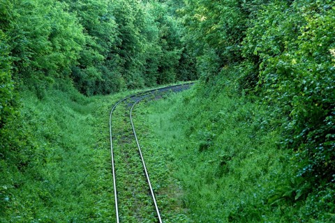 Single-track overgrown railway line
