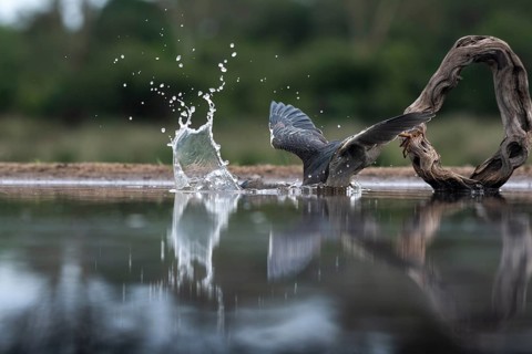 Striated heron