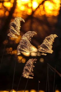 Grasses in the sunlight