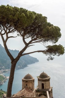 View of coast and sea with pine tree
