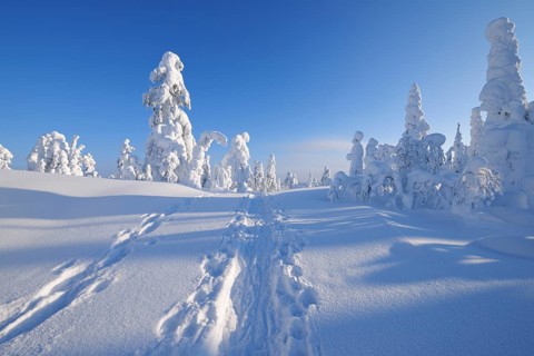 Snowshoe trail