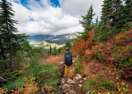 Hikers on a trail through autumn coloured bushes and forest