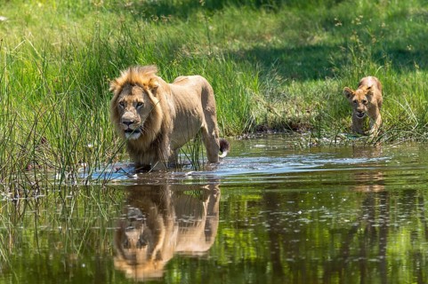 Lion