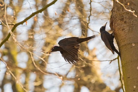 Black woodpecker