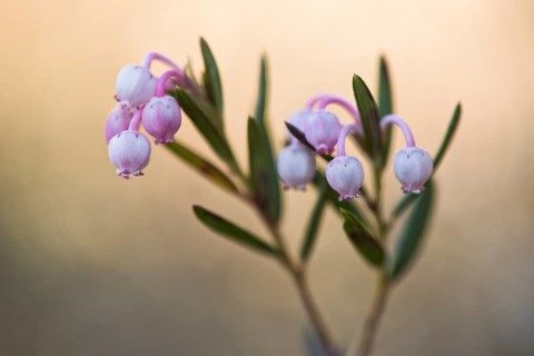 Bog rosemary