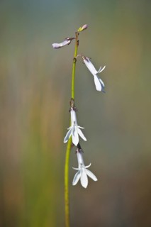 Water lobelia