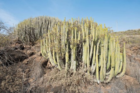 Canary island spurge