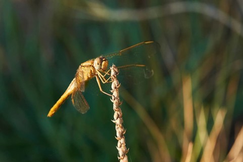 Red-veined darter