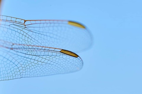 Red-veined darter