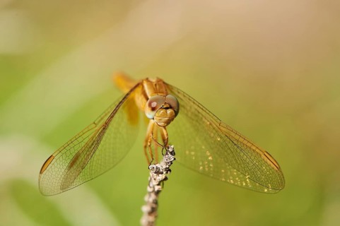 Red-veined darter