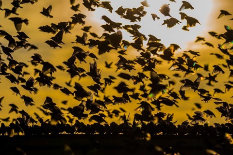 A mega flock of red-billed quelea