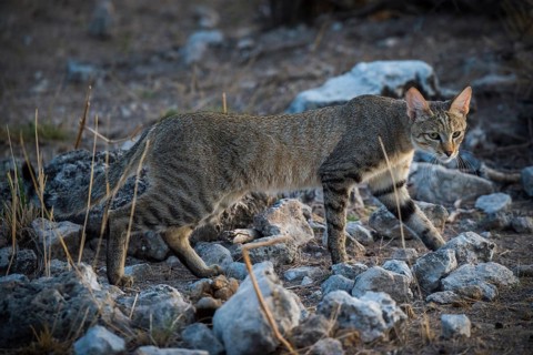 African wildcat
