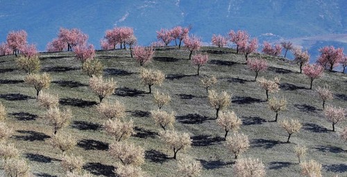 Several almond trees in blossom on mountain slope