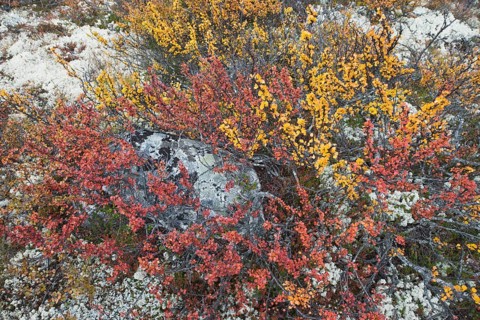 Dwarf birch