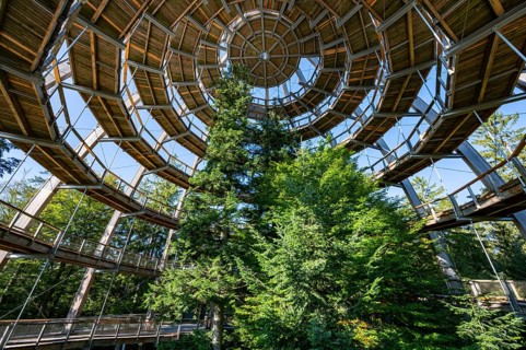 Treetop path