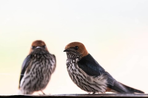Maid Swallows