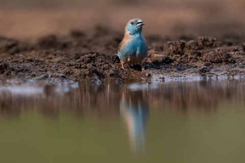Blue waxbill