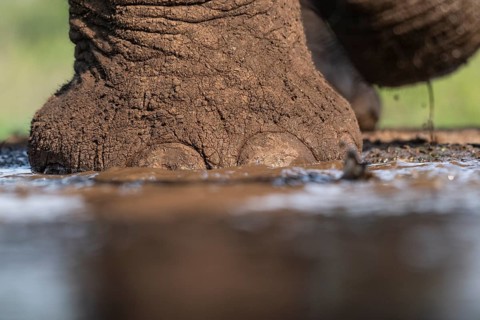 African elephant