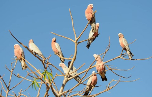 Galahs