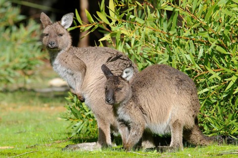 Kangaroo Island Kangaroo