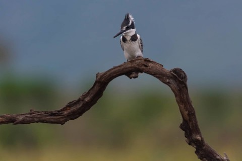 Pied kingfisher