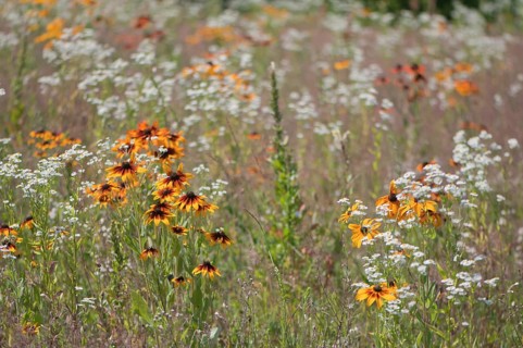 Flower meadow with cockleburs