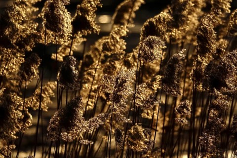 Grasses in the sunlight