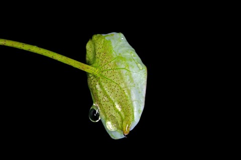 A leaf of the Indian lotus