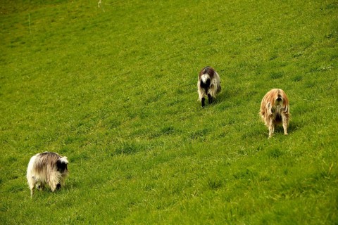 Three domestic goat