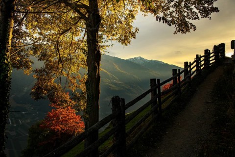 Old fence with autumnal tree as silhouette at sunset