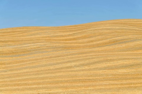 Harvested wheat field