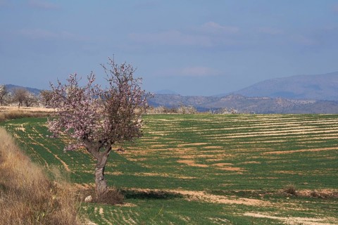 Green field with single flowering almond tree