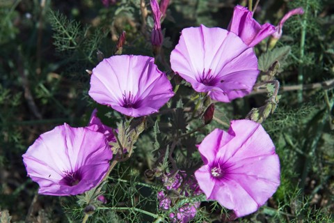 Mallow-leaved bindweed