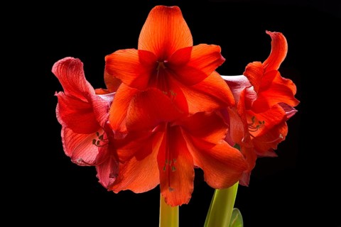 Amaryllis flowers