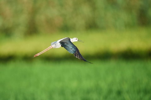 Black-winged stilt