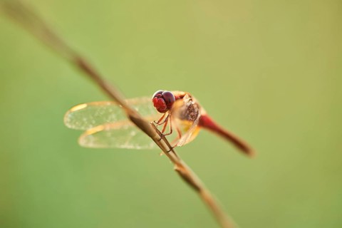 Red-veined darter