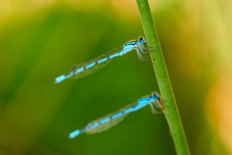Azure damselfly
