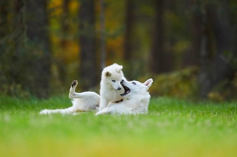White Swiss Shepherd Dog
