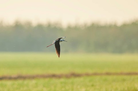 Black-winged stilt